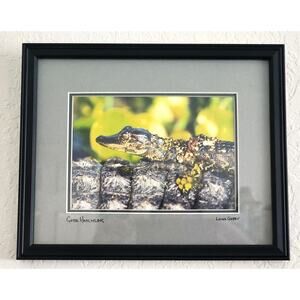 PICTURE-PHOTOGRAPY-Gator Hatchling-Framed & Matted-11"x8.5" Framed-Signed